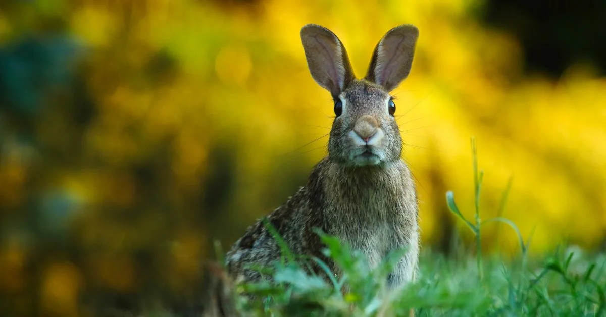 Best rabbit names - A rabbit on grass