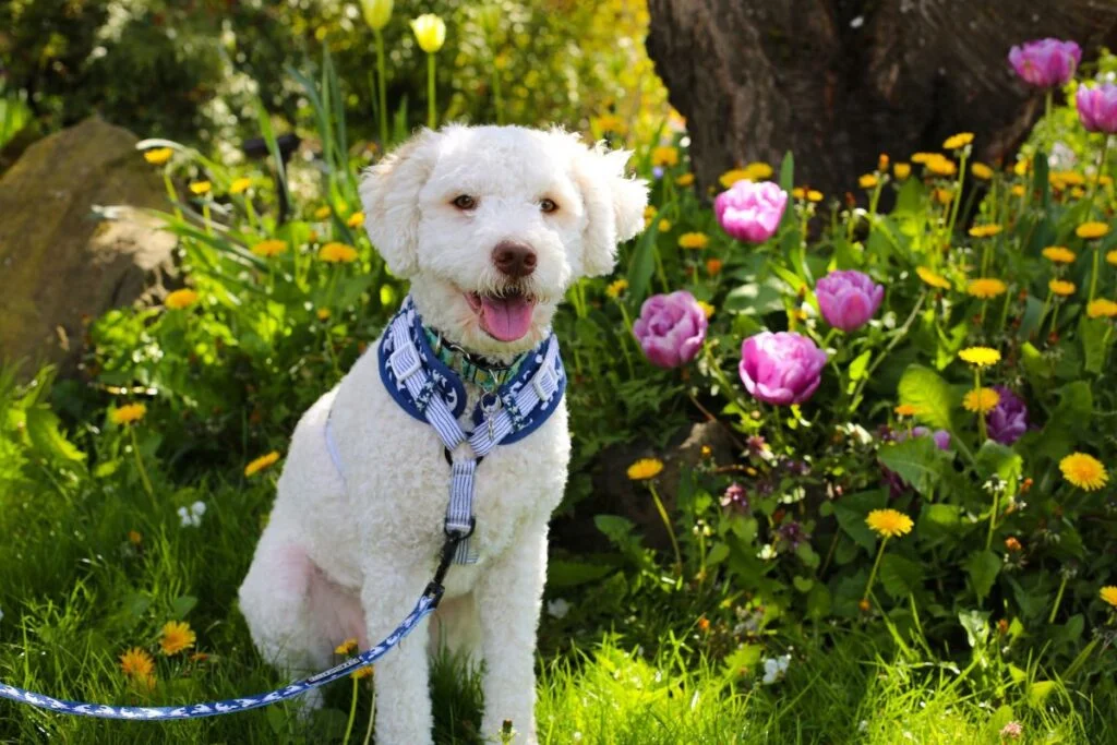 A white Lagotto Romagnolo dog sitting outdoors with flowers in the background