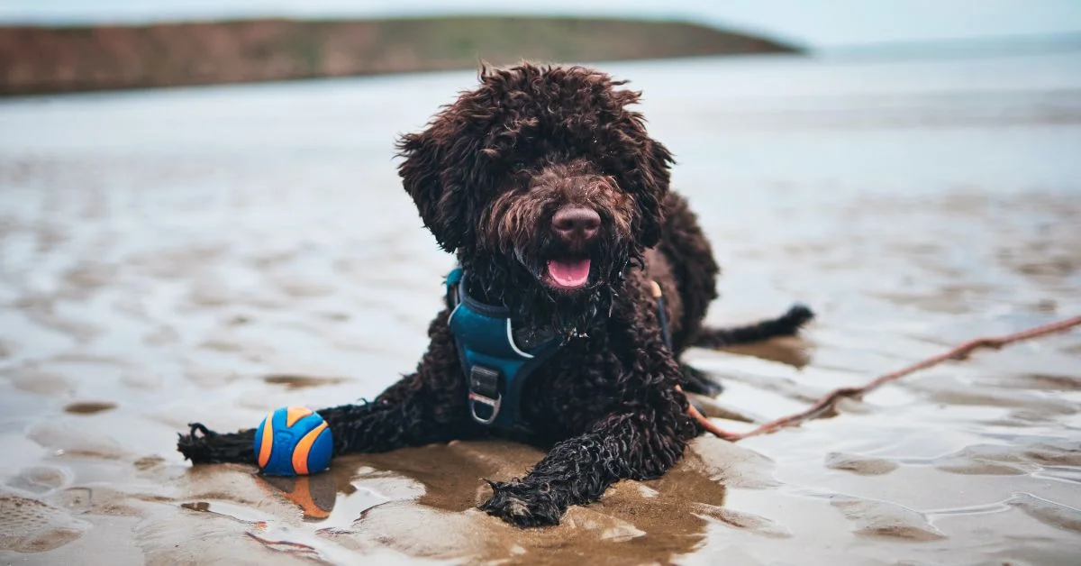 Best Lagotto Romagnolo Names - A Brown Lagotto Romagnolo Dog Lying Down on the Beach