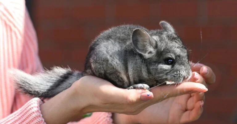 167+ of the Best Pet Chinchilla Names
