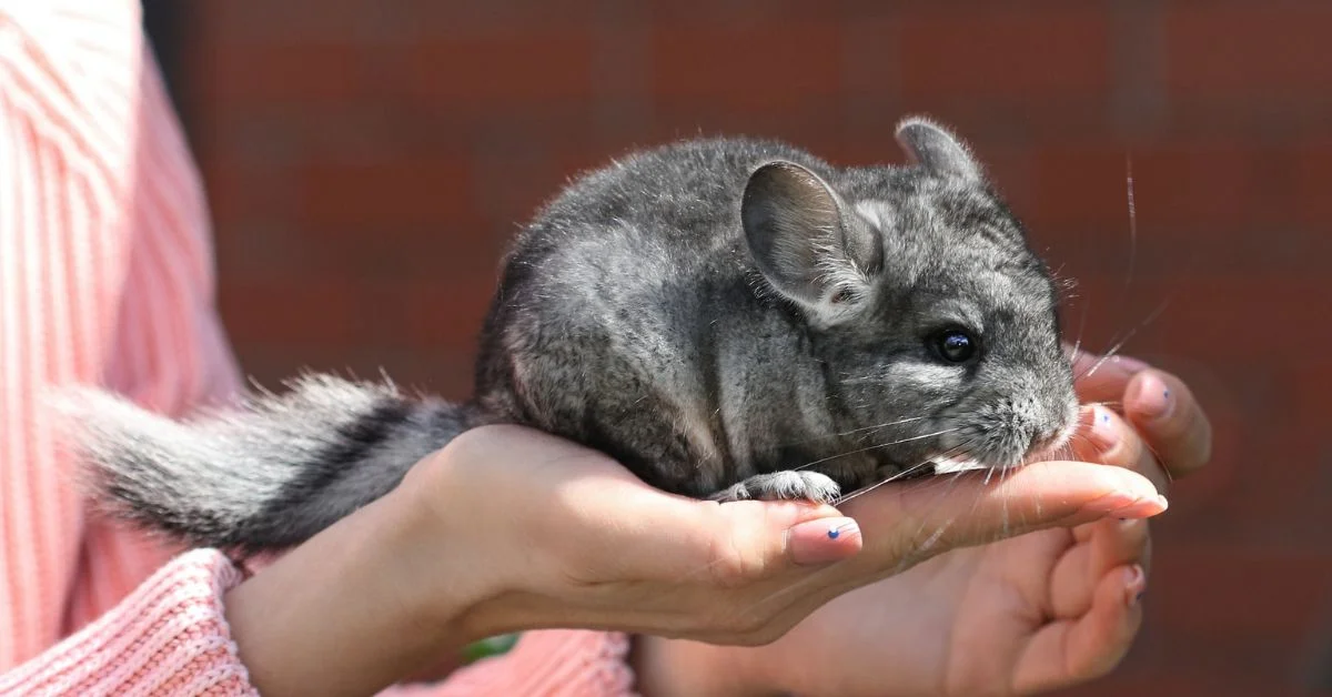 Best chinchilla names - A woman holding a gray chinchilla on her palm