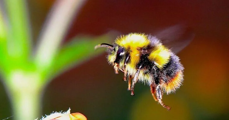 155+ of the Best Bee Names
