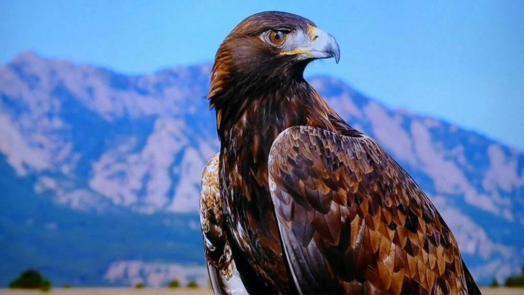 Best names for eagles - An eagle in mountain landscape