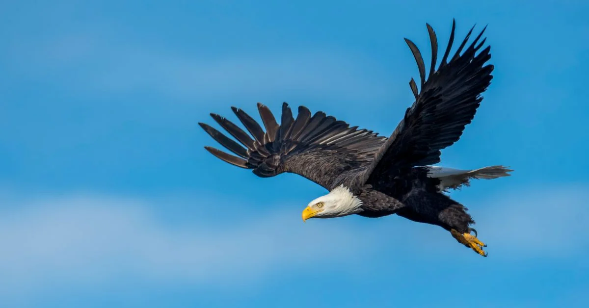 Eagle names - Flying bald eagle