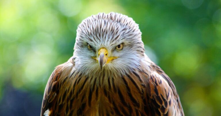 100+ of the Best Hawk Names