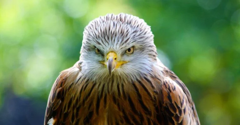 Hawk names - A red kite hawk looking at the camera