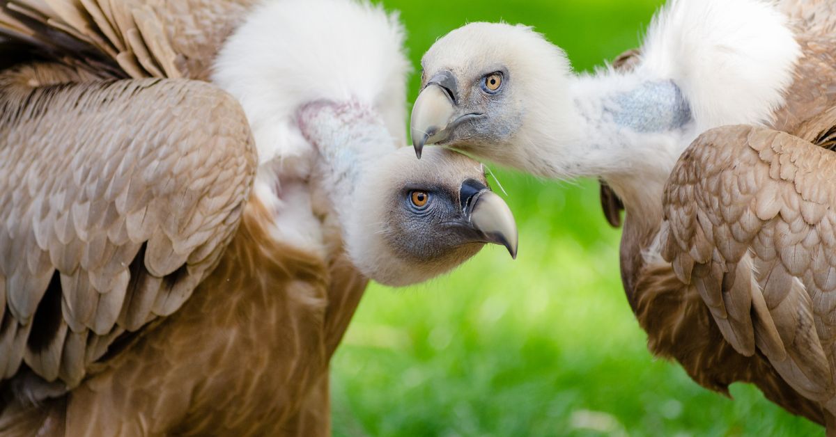 Vulture names - Two vultures facing each other