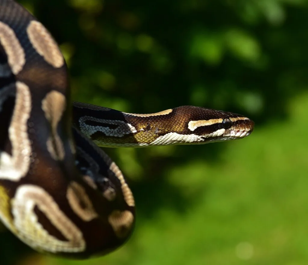 A ball python snake outdoors