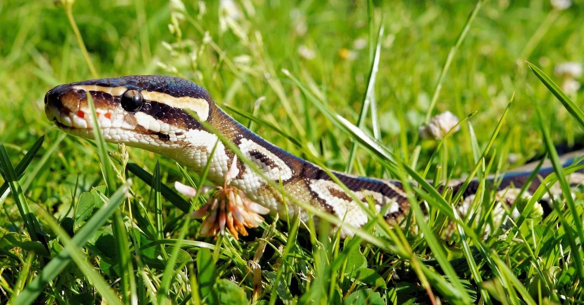 Ball python names - A slithering ball python outdoors