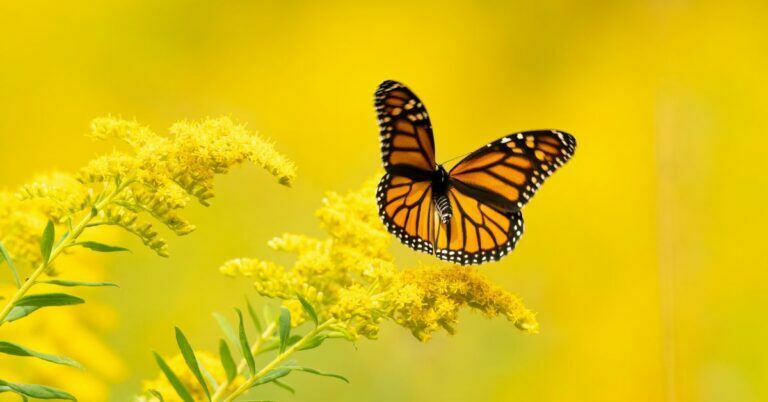 150+ Beautiful Butterfly Names