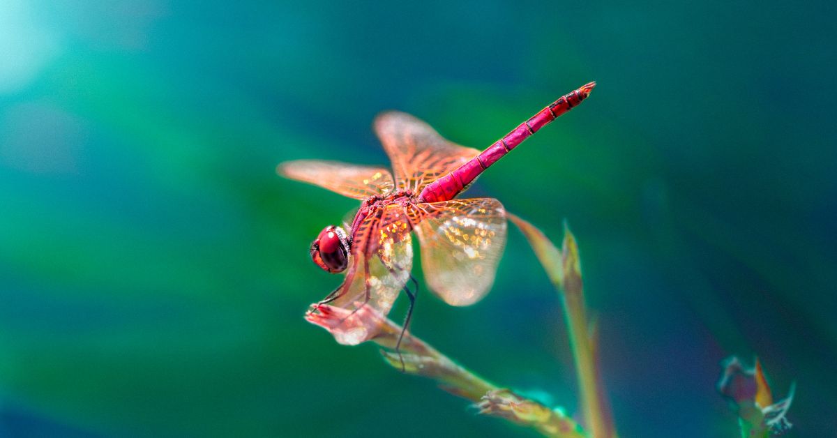 Dragonfly names - A pink dragonfly on green background