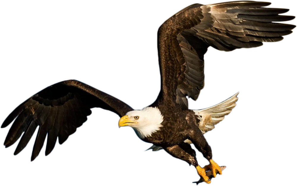 Eagle name - flying bald eagle