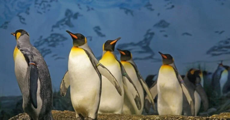 200+ of the Best  Penguin Names