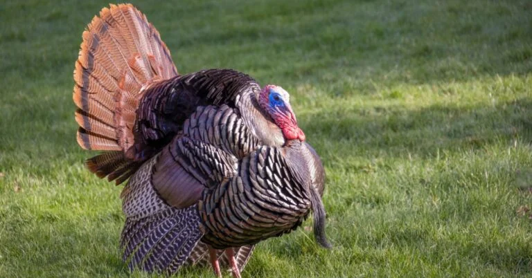 100+ Best Pet Turkey Names