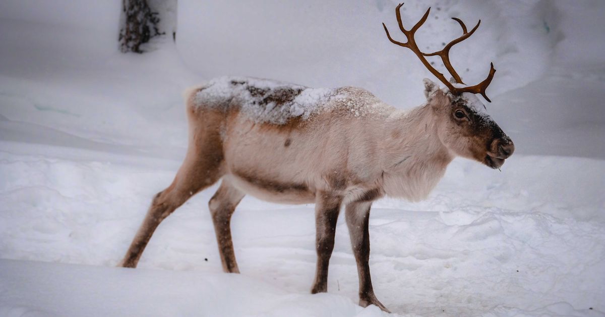Reindeer names - A reindeer outdoors in the winter