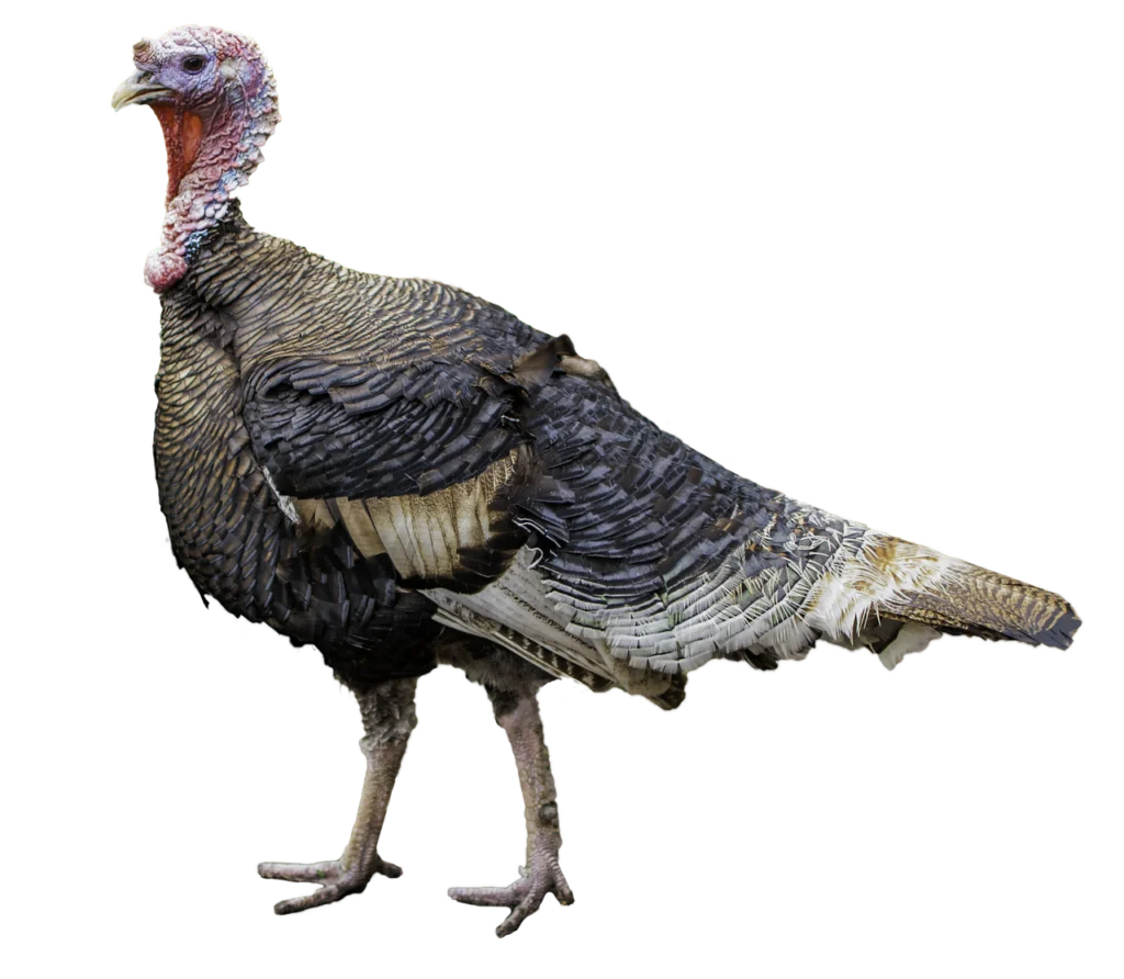 A turkey on white background