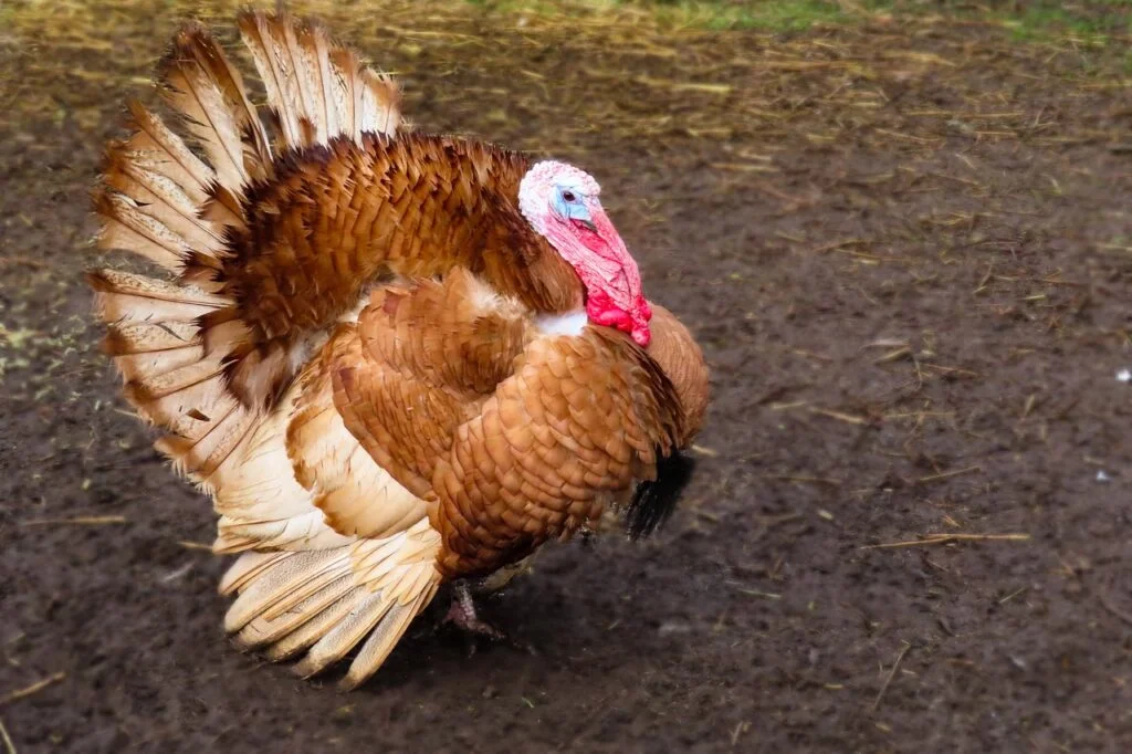 Turkey names - A brown turkey outdoors