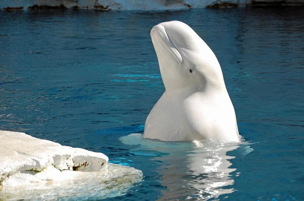 Beluga whale names - A beluga whale peeking out of water