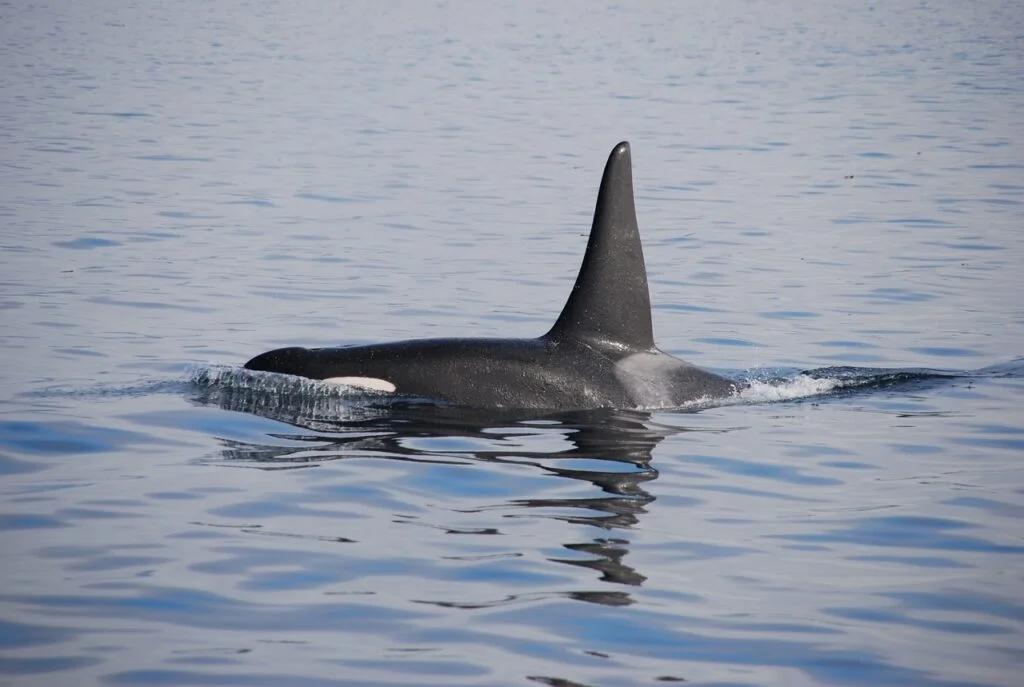 Orca names - Orca whale swimming