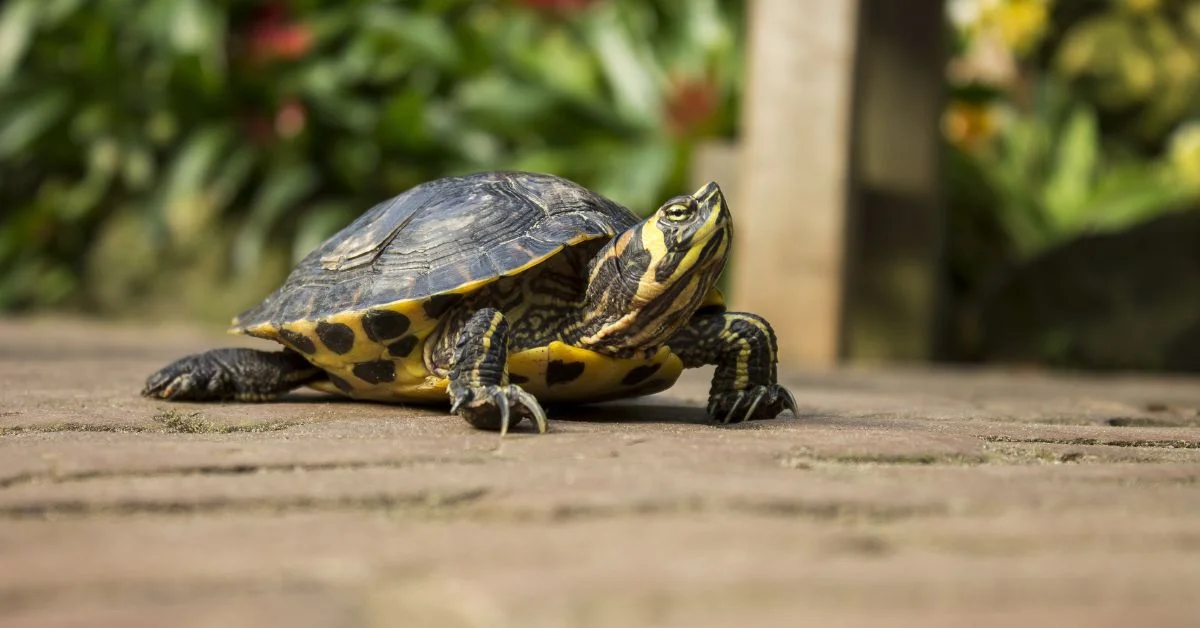 Pet turtle names - A turtle outdoors