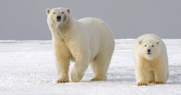 150+ of the Best Polar Bear Names