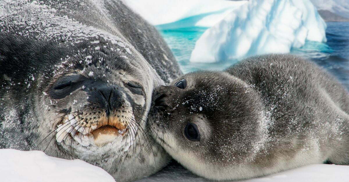 Seal names - A seal mother with a pup