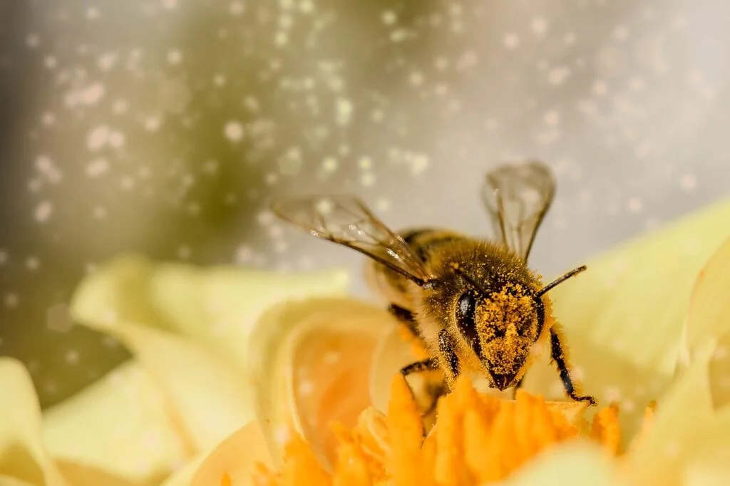 A bee in a flower
