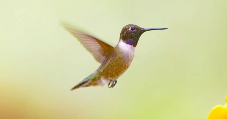 Hummingbird names - A hummingbird hovering in air