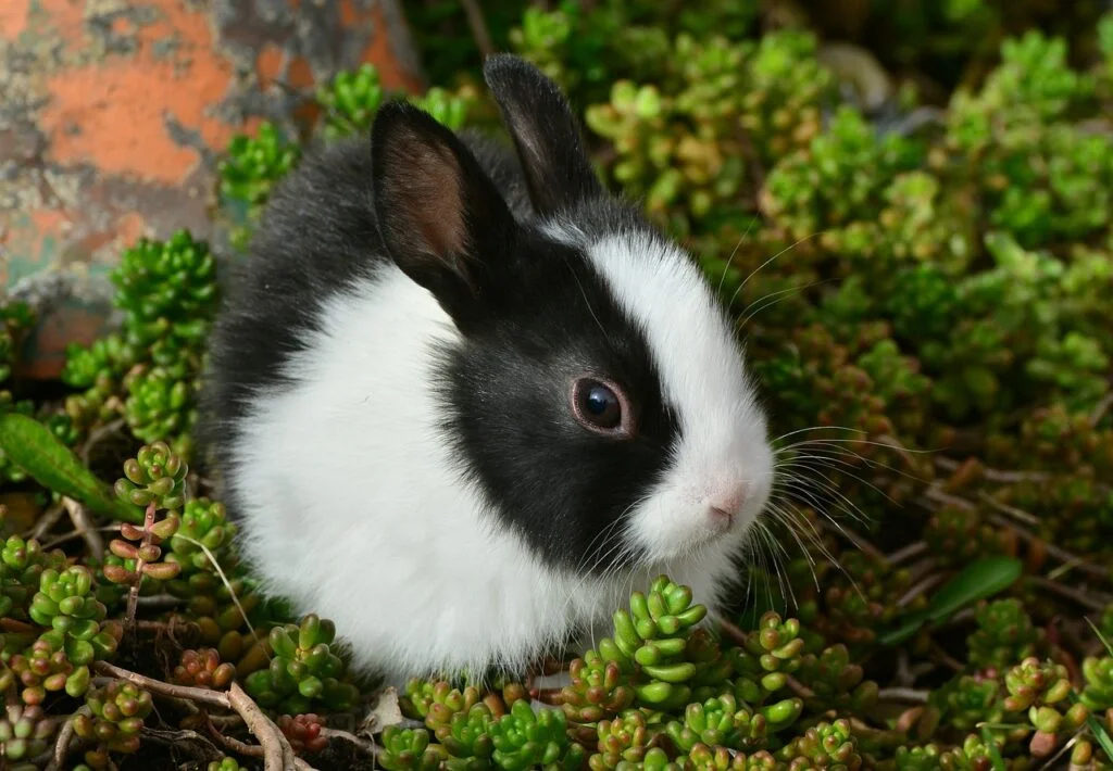 Dutch rabbit names - A cute black and white Hollander rabbit