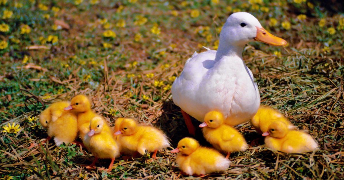 Best duck names - A white duck with ducklings