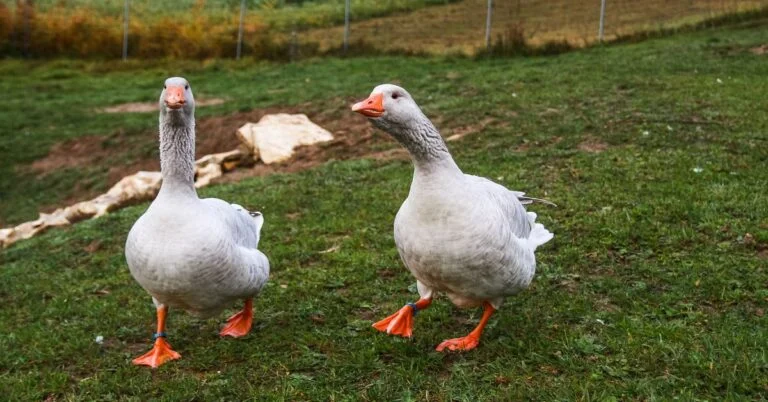 200+ of the Best Goose Names