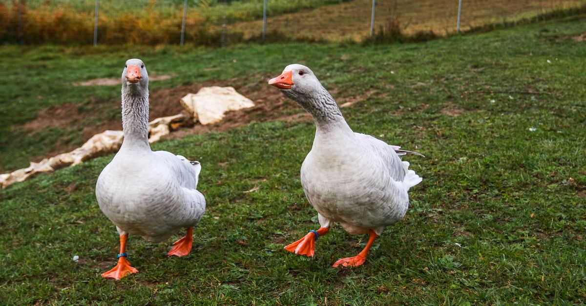 Best goose names - Two gray geese walking on grass side by side