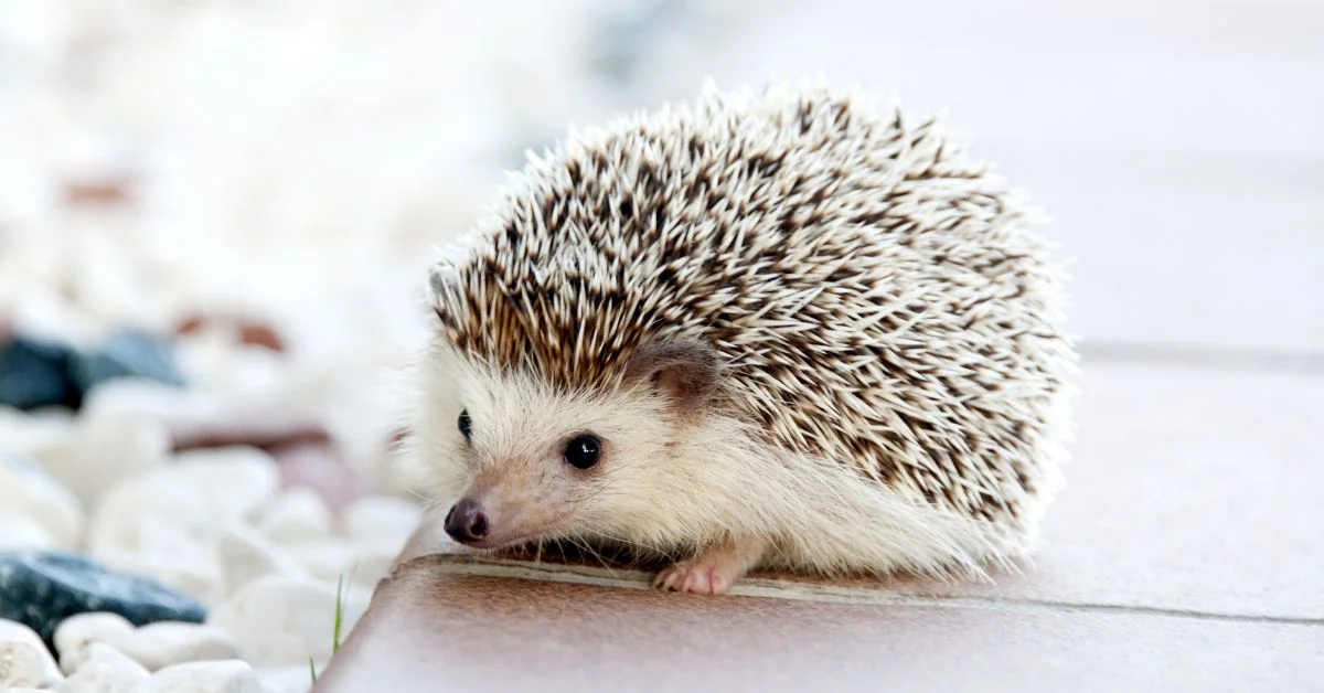 Best hedgehog names - A cute hedgehog on a patio