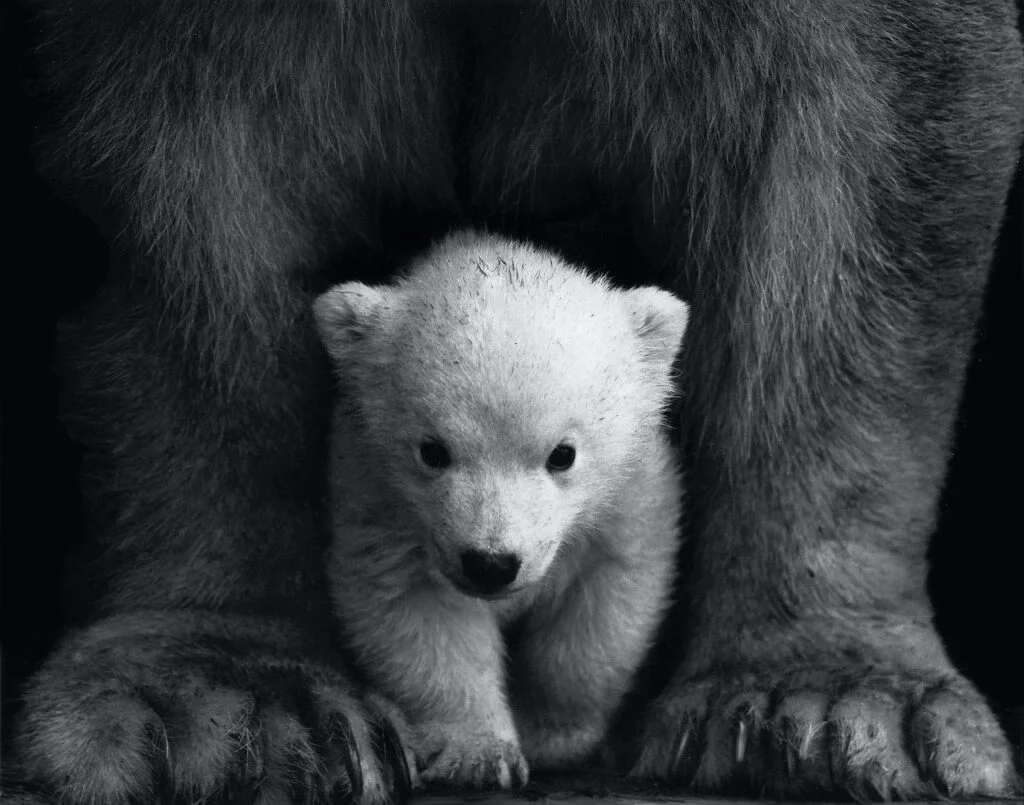 Baby polar bear names - A polar bear cub black and white image