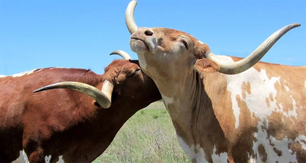 Longhorn cow names - Two longhorn cows outdoors