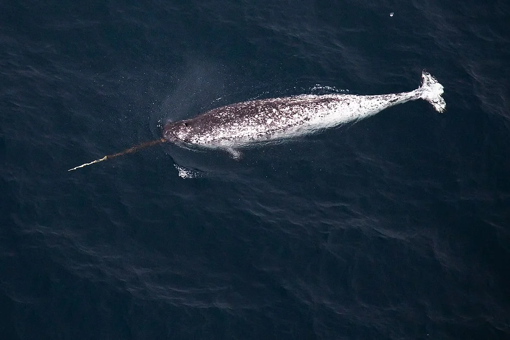 Male narwhal names - A narwhal swimming in the ocean