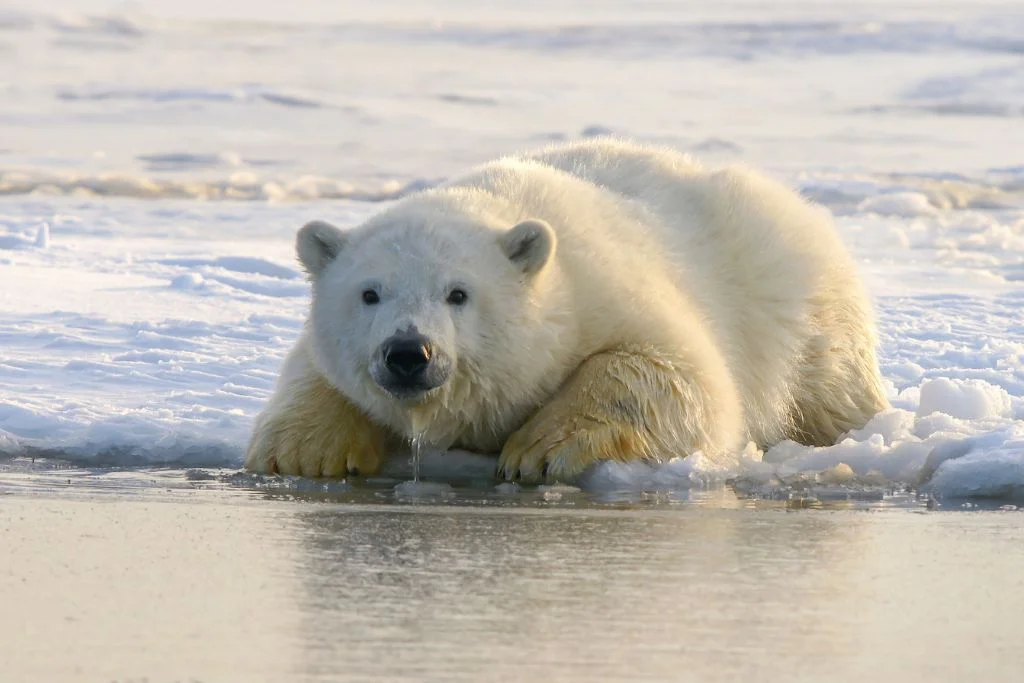 Polar bear name ideas - A polar bear on water