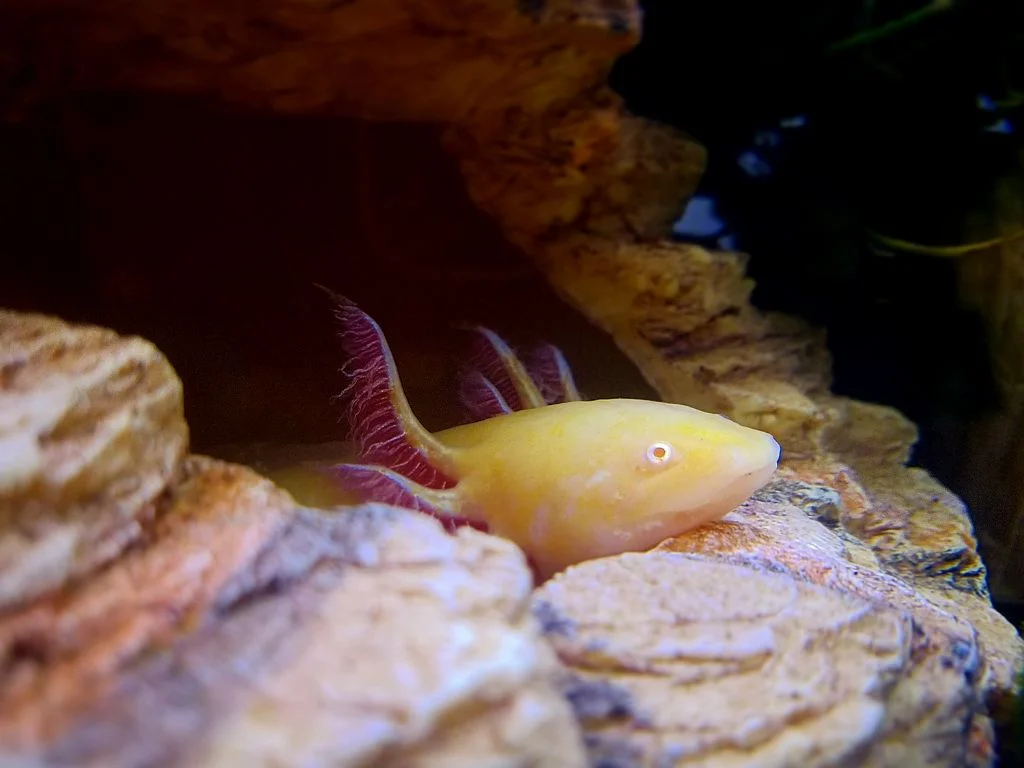 Yellow axolotl names - A cute yellow axolotl underwater