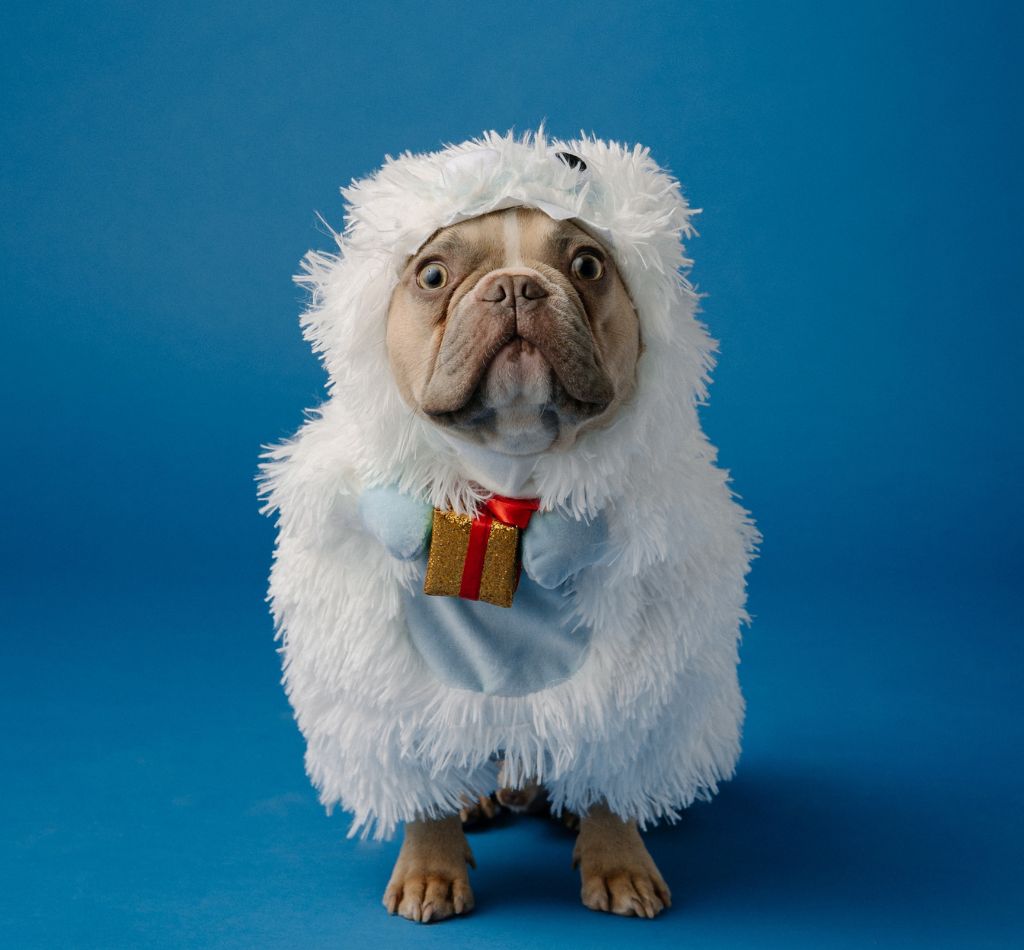 Yeti names for dogs - A dog wearing a fluffy white yeti costume on blue background
