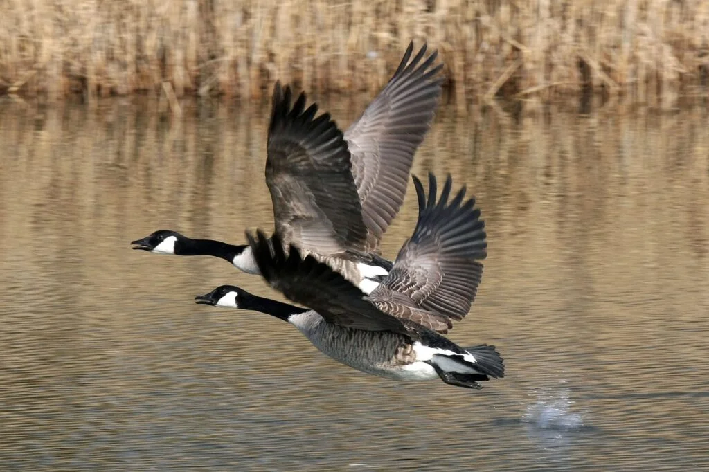 Goose pair names - Two Canadian geese flying side by side above water