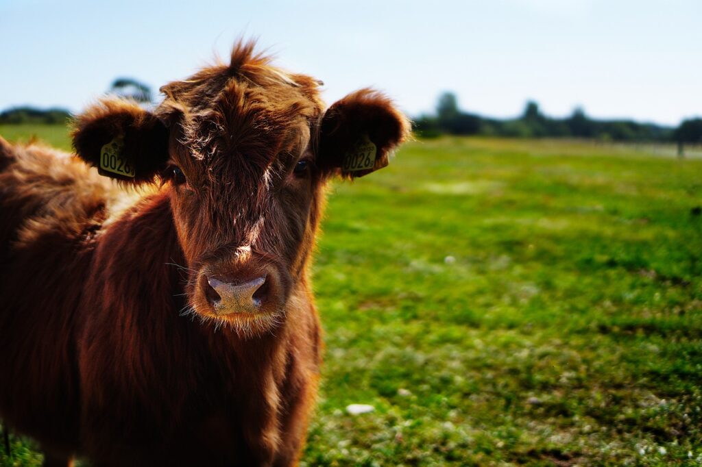 A bull calf looking at the camera