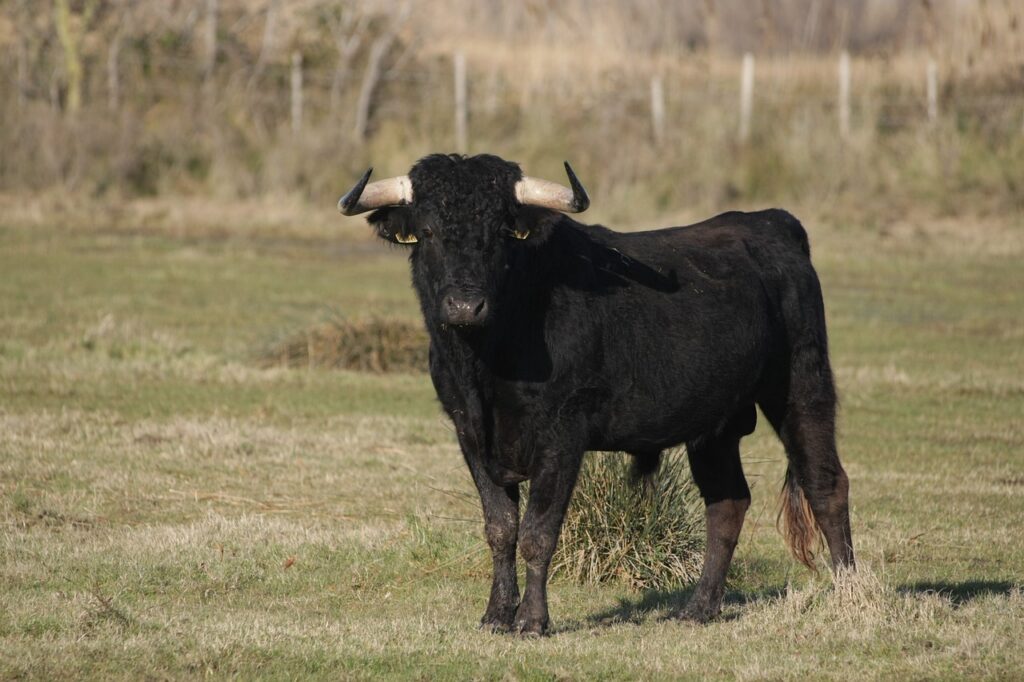 A black bull outdoors