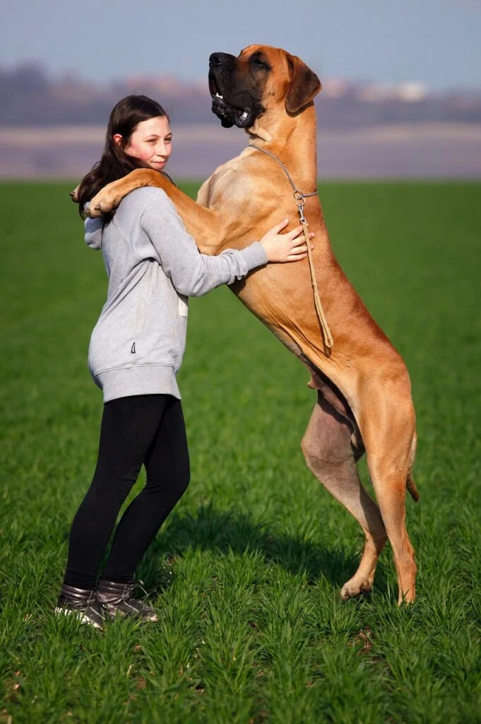 A girl hugging a massive Great Dane dog outdoors