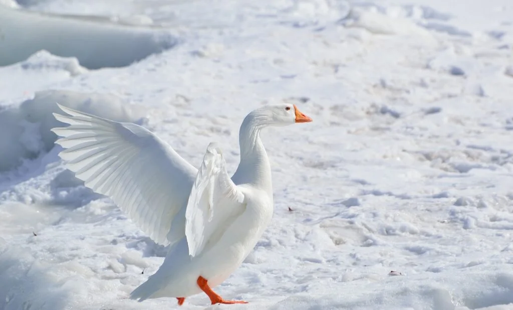 A white goose spreading its wings in snow