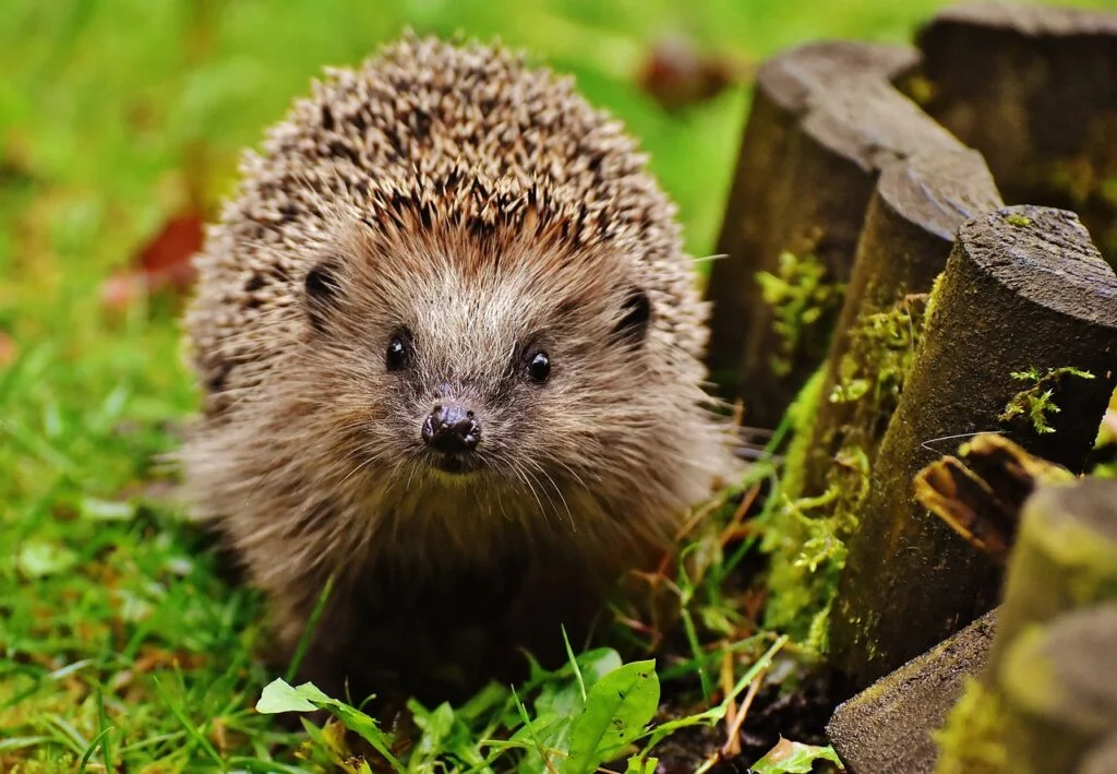 A cute brown hedgehog outdoors
