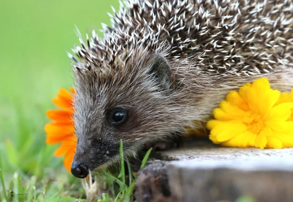 A cute hedgehog with flowers outdoors