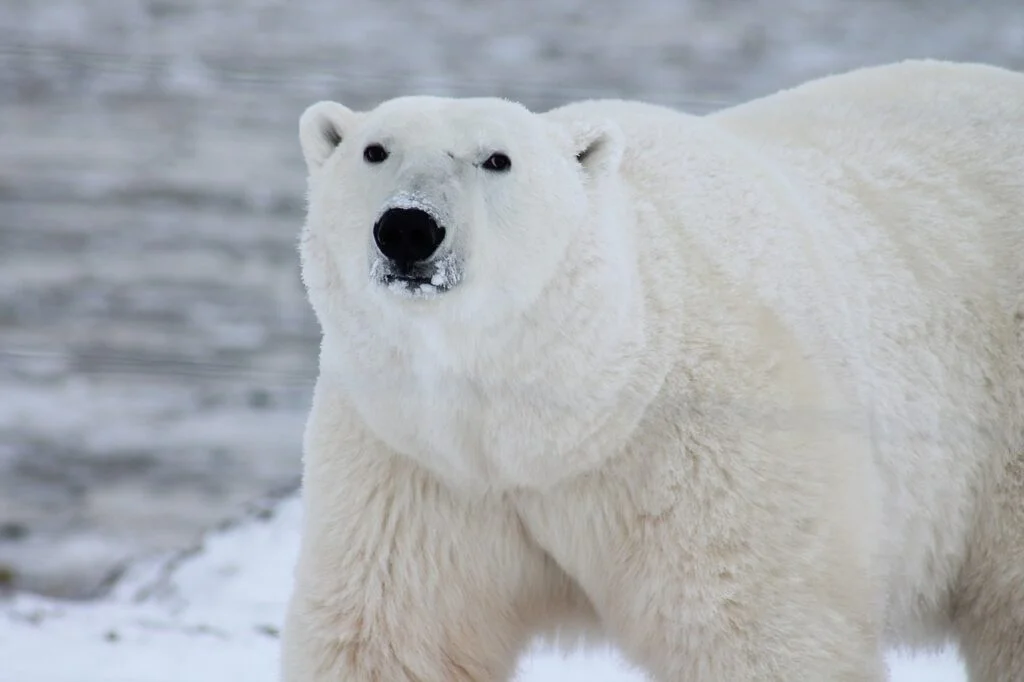 White polar bear names - A polar bear in snow