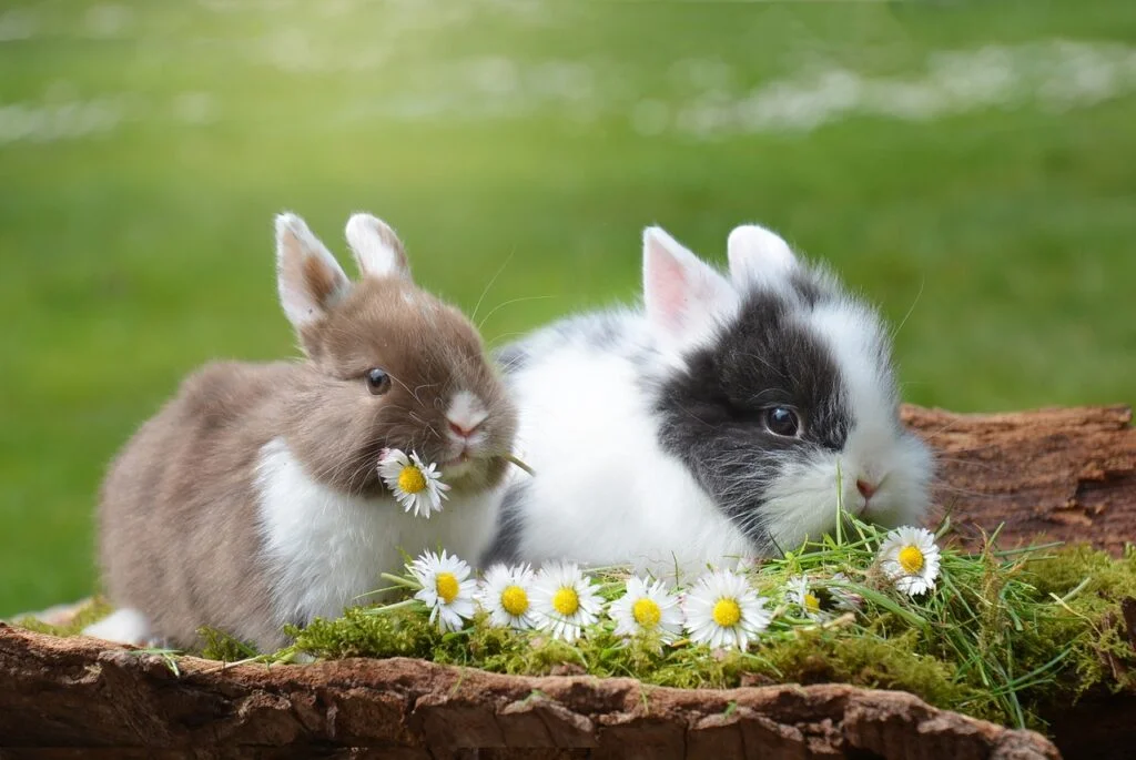 Pet rabbit names - Two small rabbits outdoors
