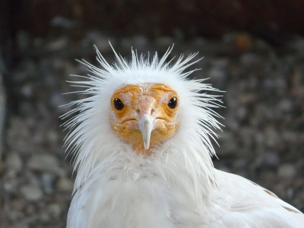 Funny vulture names - A white Egyptian vulture looking at the camera