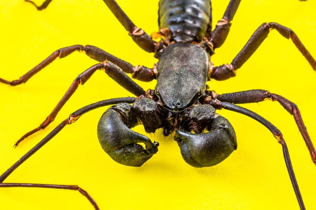 Cool scorpion names - A tough scorpion posing on yellow background